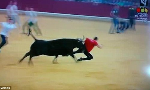 Bull runner is humiliated