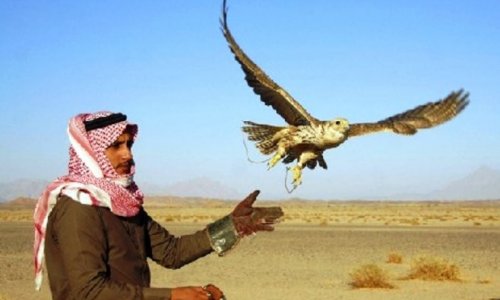 Чем грозит арабским шейхам незаконная охота?
