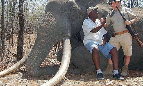 В Африке убит самый большой за 30 лет слон