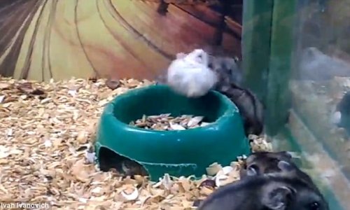 The hamster who doesn't need a wheel