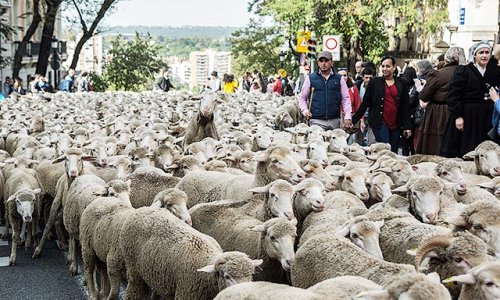 2000 овец прошли по дорогам Мадрида