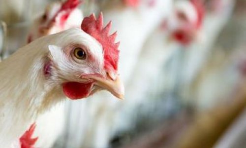 Avian flu monitoring to be launched in Azerbaijan