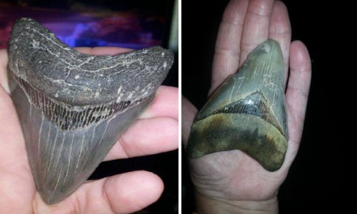 Massive super-sized dinosaur teeth wash ashore on beaches