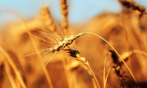 Азербайджан сократил импорт зерна из Казахстана