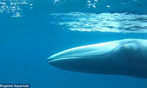 The world's rarest whale Omura is captured on film for the FIRST time