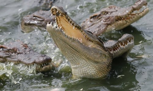 Заключенных будут охранять крокодилы
