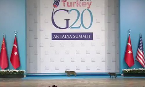 На сцену саммита G20 выбежали кошки