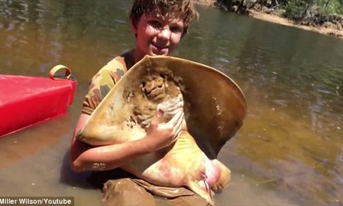 Schoolboy helps a stingray give birth to 12 babies