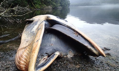 Why have 337 whales washed up dead on the same stretch of coast?