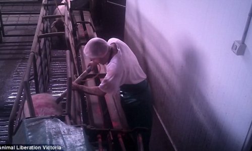 Pigs being 'forced into small cages before they are 'lowered into gas chambers'