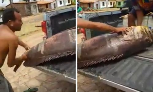 Monster fish is so huge TWO men struggle to lift it