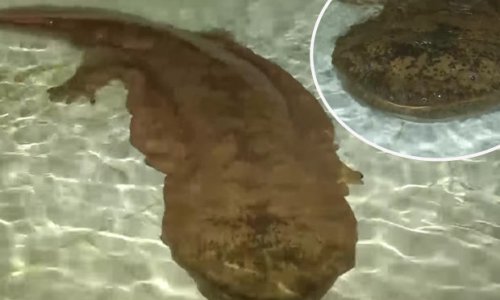 Is this the oldest creature on Earth?