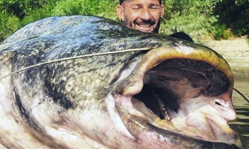 Fisherman reels in 19 STONE catfish