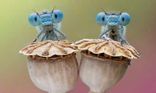 Incredible photographs capture groups of bug-eyed dragonflies rising from their overnight slumber