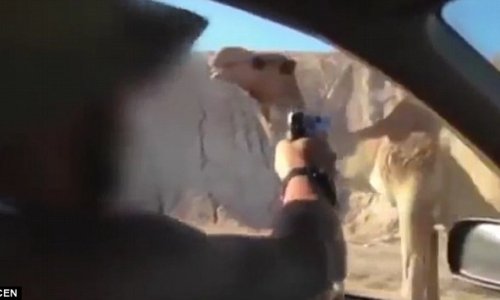 Soldiers from Israel's elite killing a CAMEL in drive-by shooting