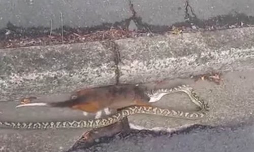 Snake attempts to swallow WHOLE possum nearly twice its size