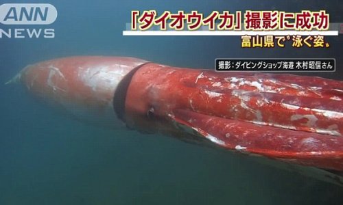 4 metre giant squid filmed cruising along in Japanese harbour