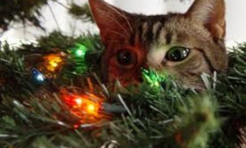 Разное: Коты против новогодних елок