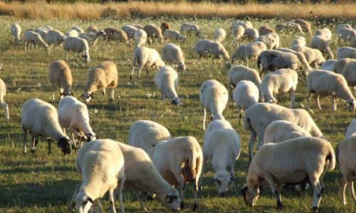 В Имишли массовое отравление овец