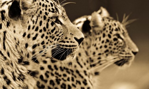 Photographer spends ten years capturing incredible sepia portraits of big cats