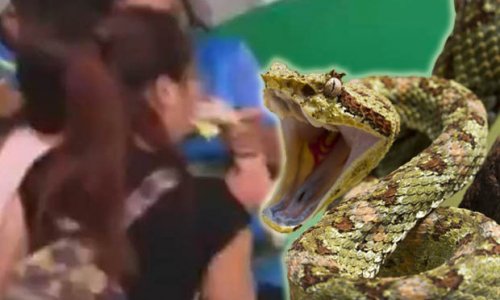 Girl tries to kiss snake... and instantly regrets her decision