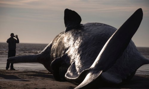 Whales wash up on the beach