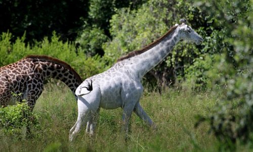 Rare white giraffe