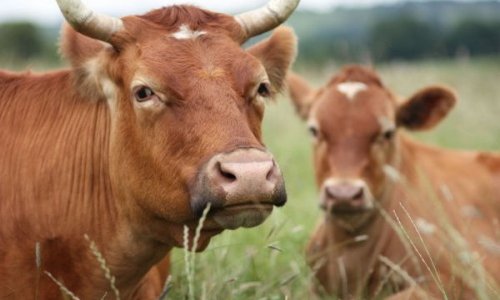 Запрещен импорт живого скота из Грузии
