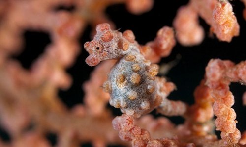 Can YOU spot the seahorse?