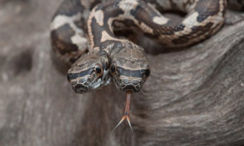 Double trouble: Brave photographer snaps TWO-HEADED siamese snake