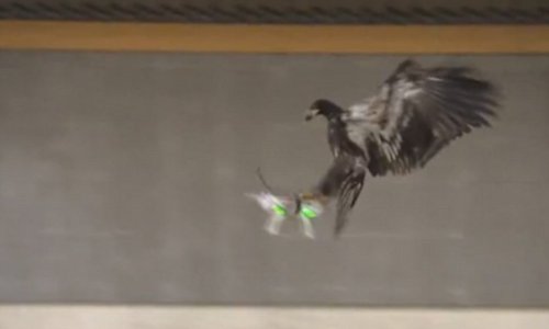 Dutch police training birds of prey to take down aircraft in mid-air