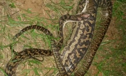 The swollen belly of a python after eating a distraught family's cat