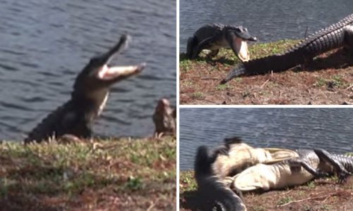 Monster beasts battle it out in ferocious turf war caught on camera