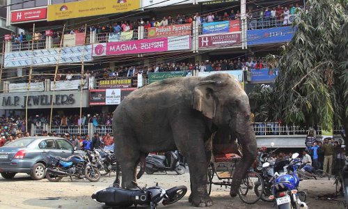 Bloodied elephant rampages through Indian city