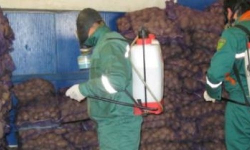İrandan Azərbaycana idxal olunan 24 ton kartof zərərsizləşdirildi