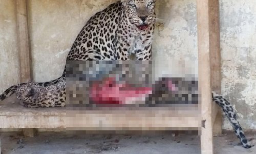 Starving animals become cannibals to survive in war-ravaged zoo