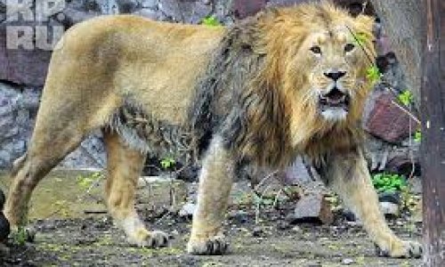 Лев напал на работника зоопарка