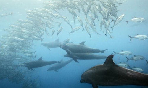 Массово гибнут дельфины