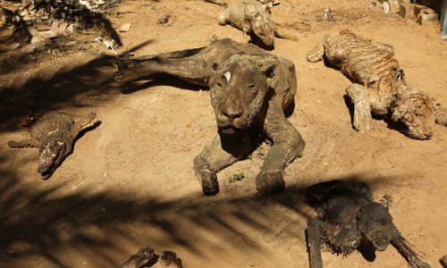 Zoo’s abandoned animals turn to mummified stone statues