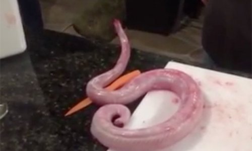 Gutted and skinned zombie rattlesnake comes back from dead to attack chef