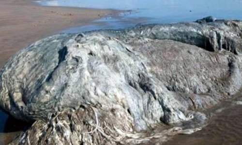 Mystery monster sea blob washes up on beach and terrifies tourists