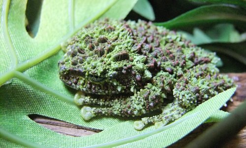 Rare Vietnamese frogs