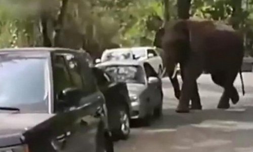 Слониха затоптала 15 автомобилей