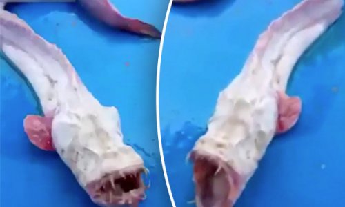 Horrific blind 'alien' sea monster will give you nightmares