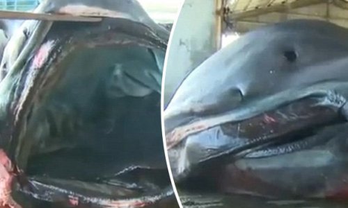 Monumental 'megamouth' shark caught causing utter panic