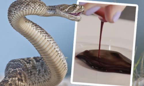 This is what happens to human blood if you get bitten by a snake
