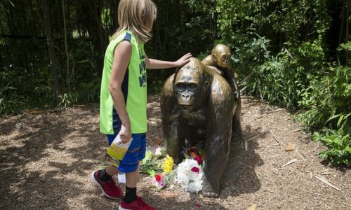 Cincinnati Zoo gorilla death: no child endangerment charges for mother