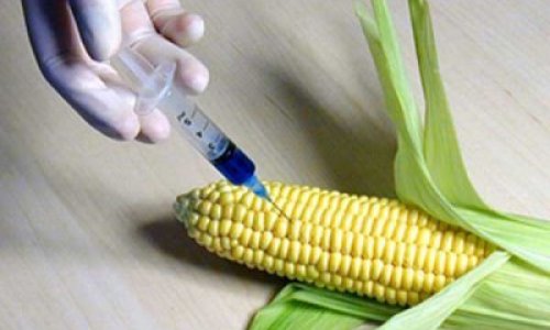Могут запретить ГМО-зерно