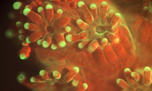 Microscope observes life of the ocean floor