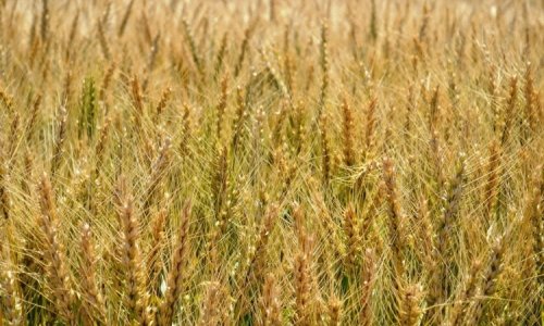 Повышена закупочная цена пшеницы